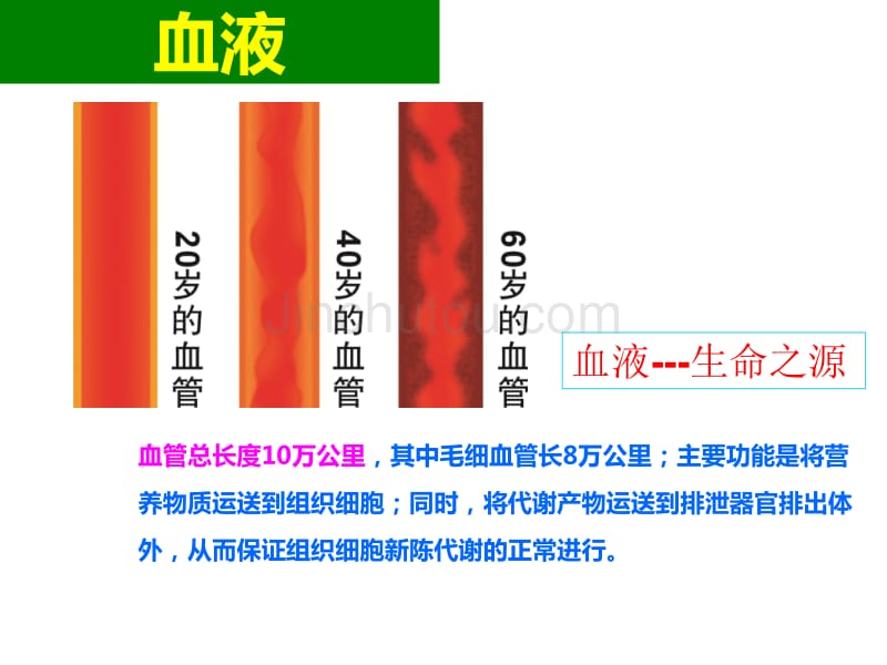 健康从排毒开始二幻灯片_第4页