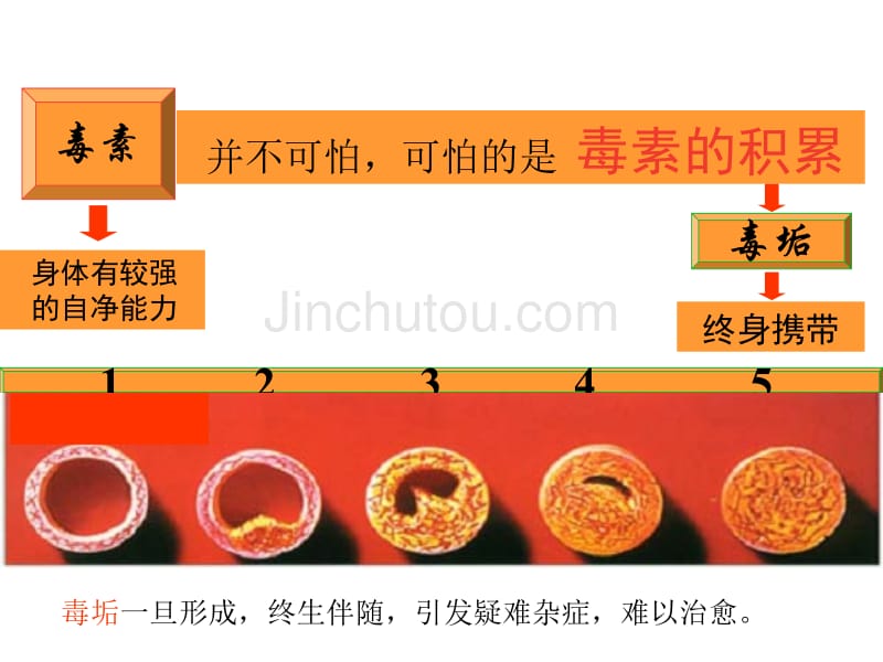 健康从排毒开始二幻灯片_第5页