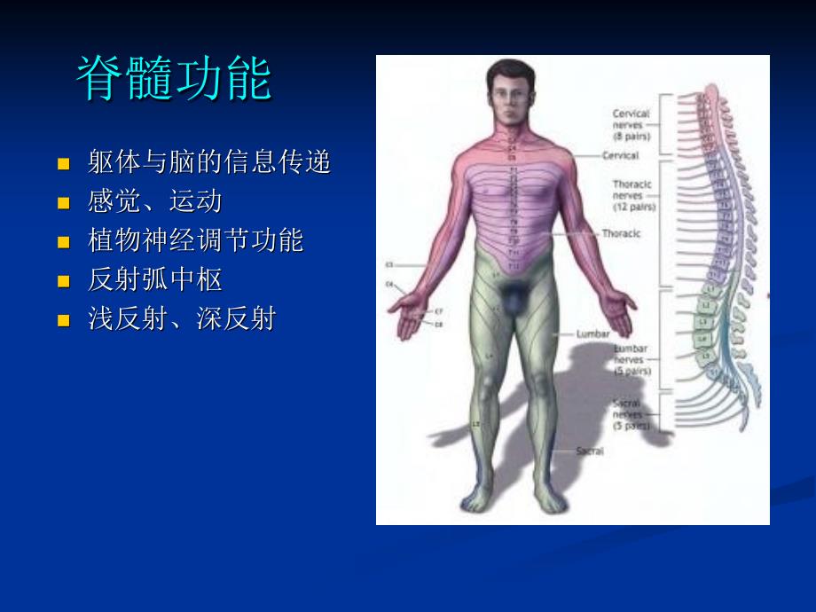 脊柱脊髓损伤的临幻灯片_第2页