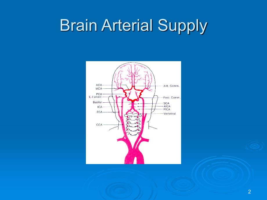 颈内动脉应用解剖幻灯片_第2页