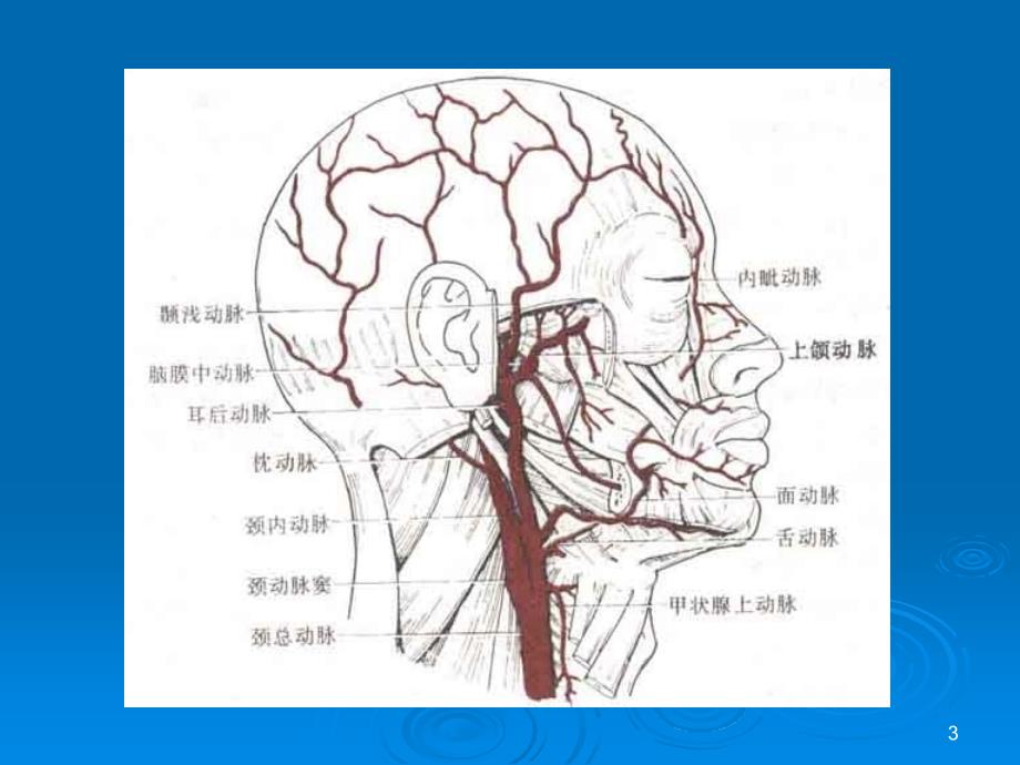 颈内动脉应用解剖幻灯片_第3页