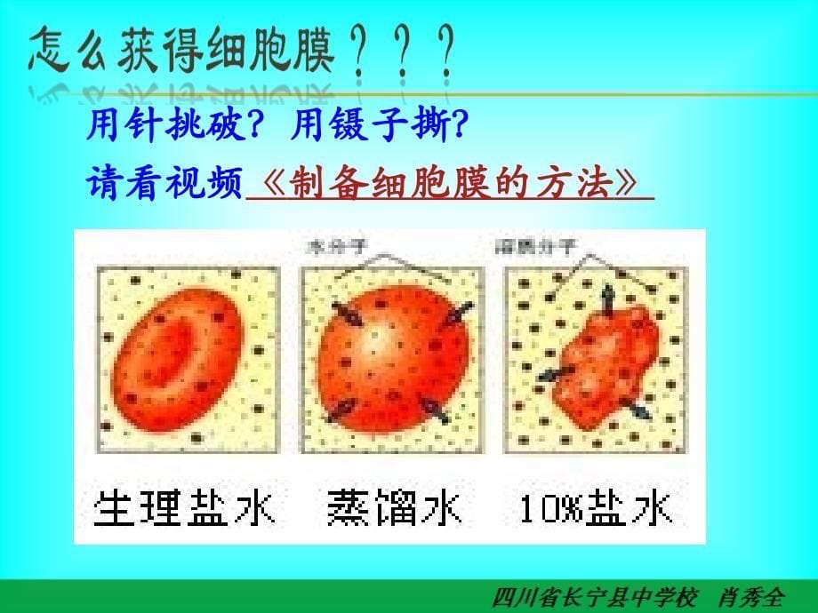 细胞膜——系统的边界 (实用,简洁)_第5页