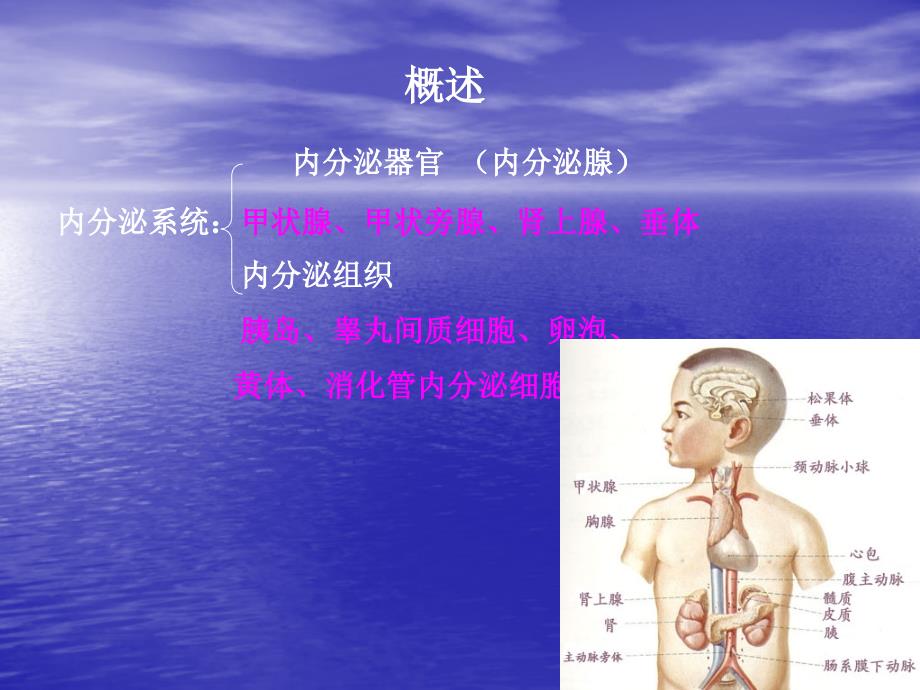 解剖学公开课内分泌幻灯片_第2页