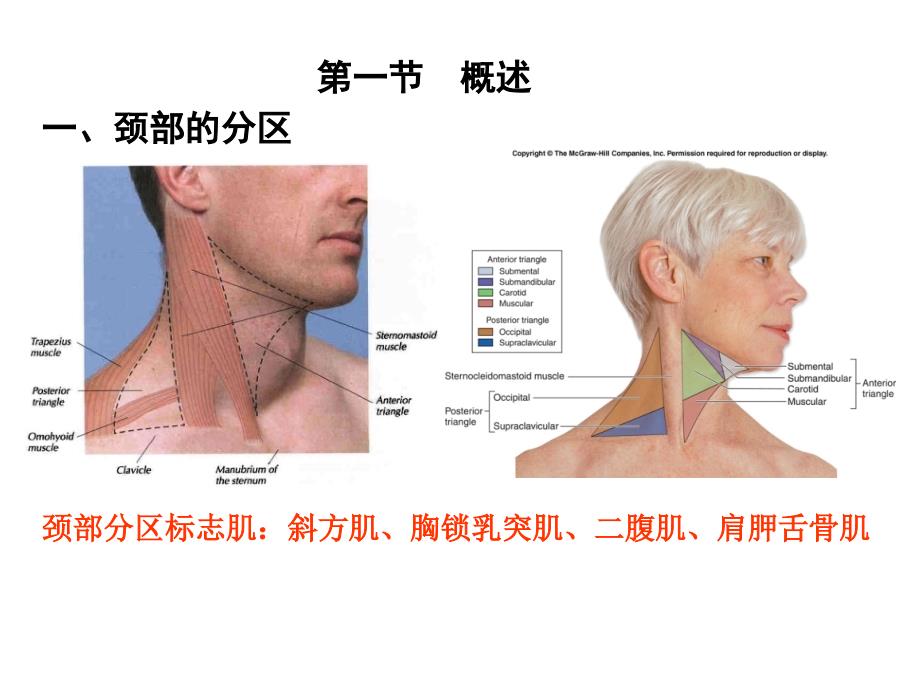 局部解剖颈部幻灯片_第3页