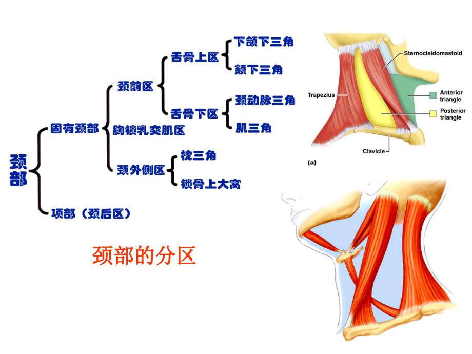 局部解剖颈部幻灯片_第4页