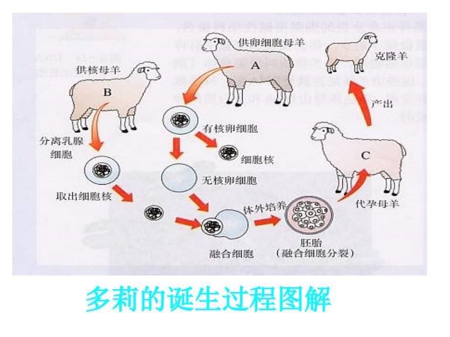 七年级生物细胞核是遗传信息库_第5页