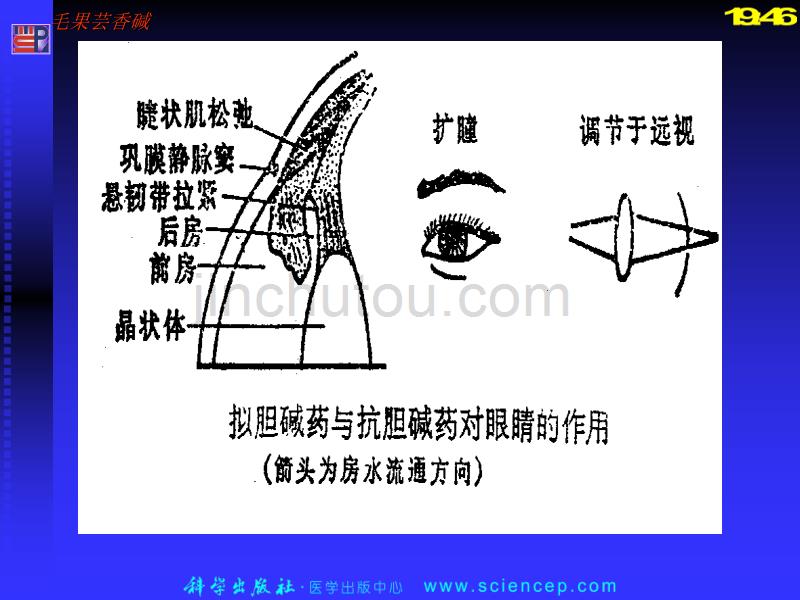 拟胆碱药7幻灯片_第4页