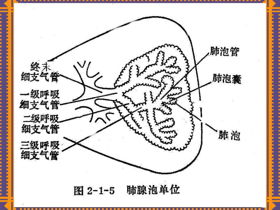 慢性阻塞性肺气肿幻灯幻灯片_第4页