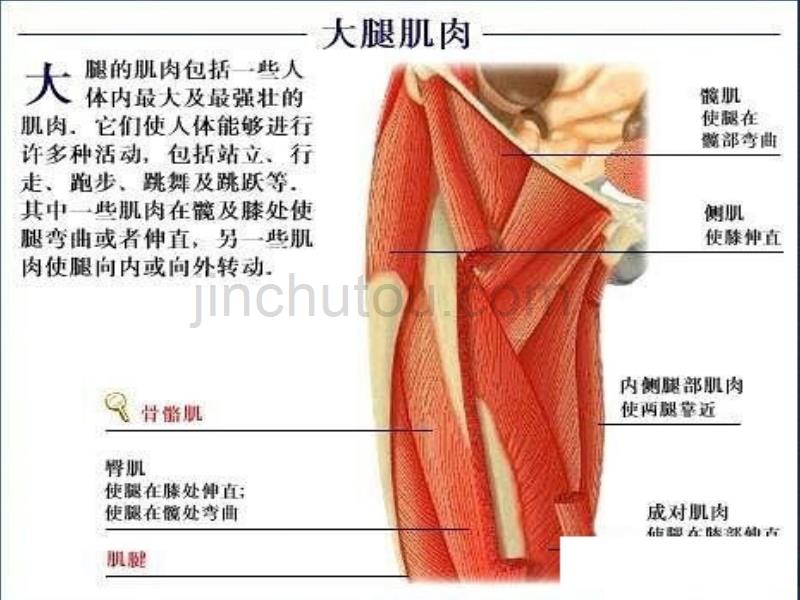 了解自己-解剖彩图幻灯片_第4页