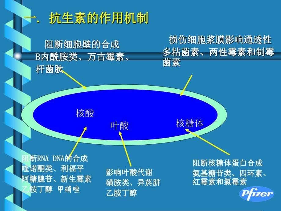 抗生素幻灯片_第5页