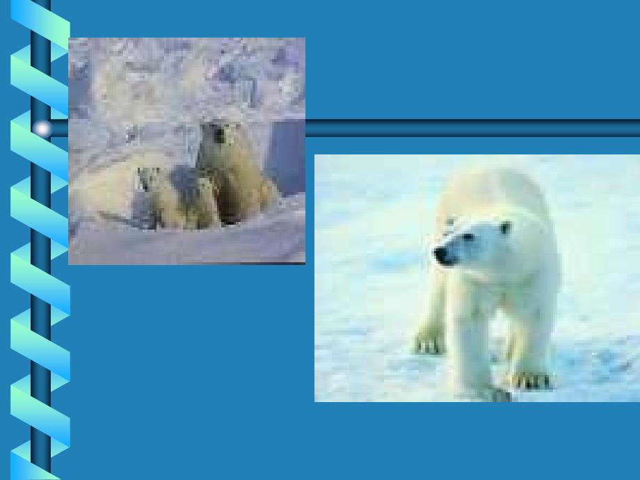 [八年级语文课件]八年级语文北极熊的故乡_第3页