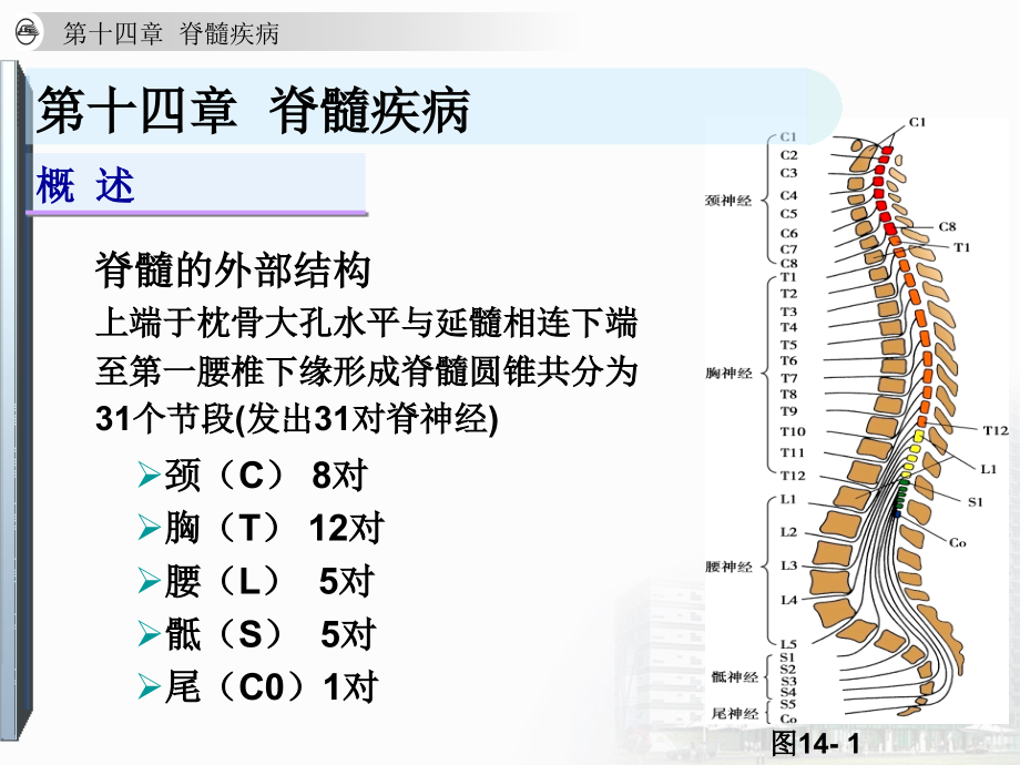 脊髓疾病11幻灯片_第4页