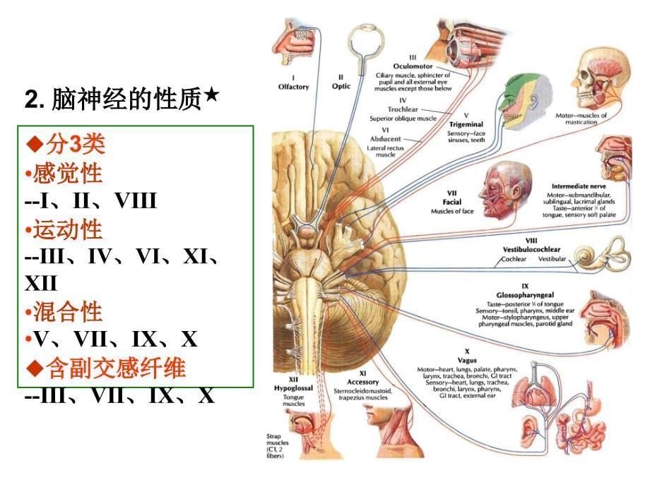 脑神经05幻灯片_第5页