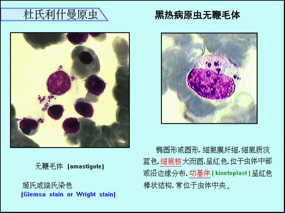 寄生虫试验图考幻灯片_第4页