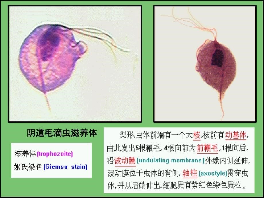 寄生虫试验图考幻灯片_第5页