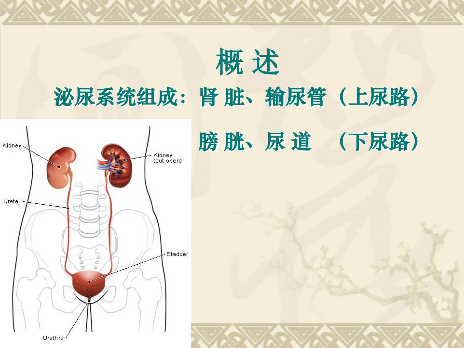 泌尿与男性生殖系统疾病护理幻灯片_第2页