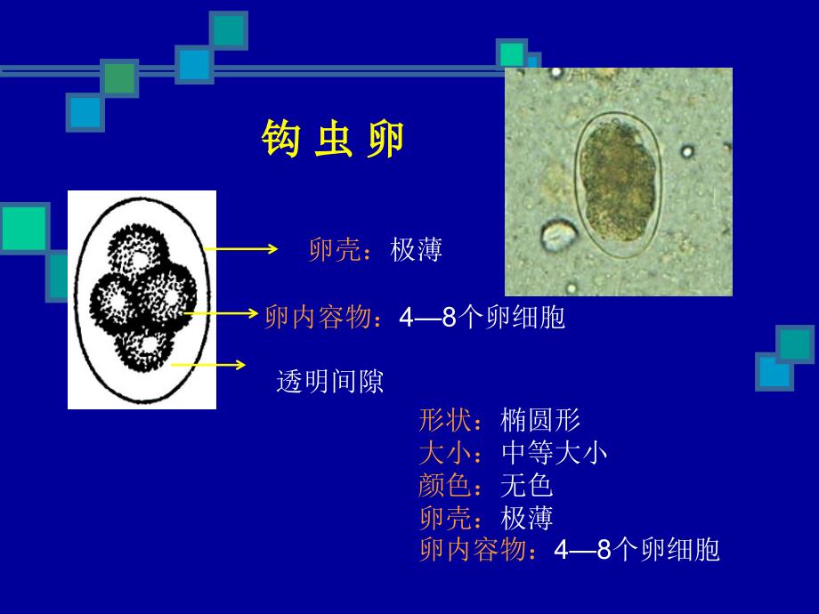 寄生虫实验幻灯片_第2页