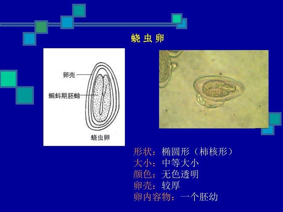 寄生虫实验幻灯片_第5页