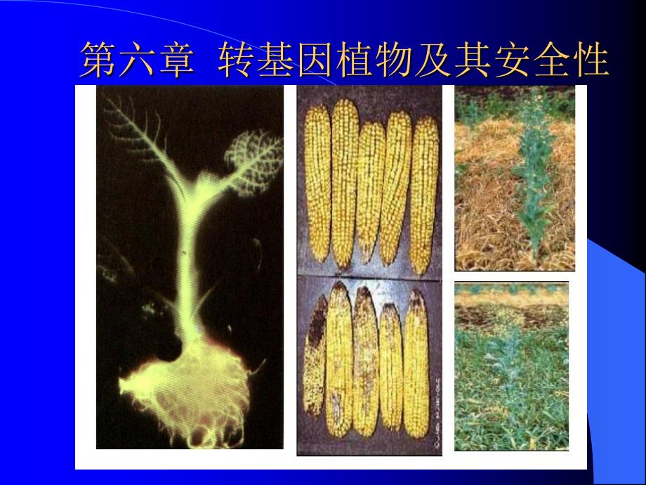 转基因植物及其安全性_第1页