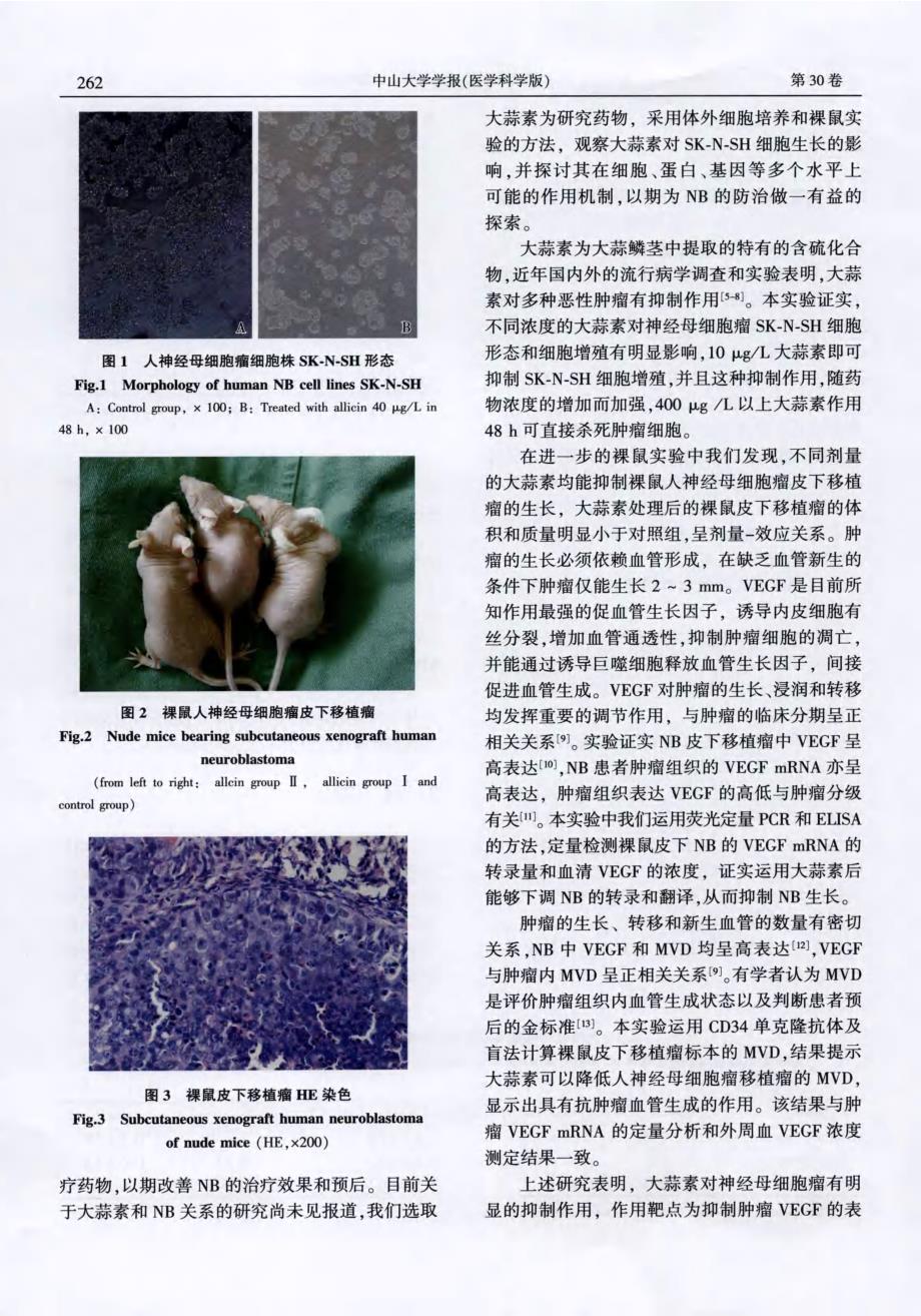 大蒜素对神经母细胞瘤生长的抑制作用_第4页