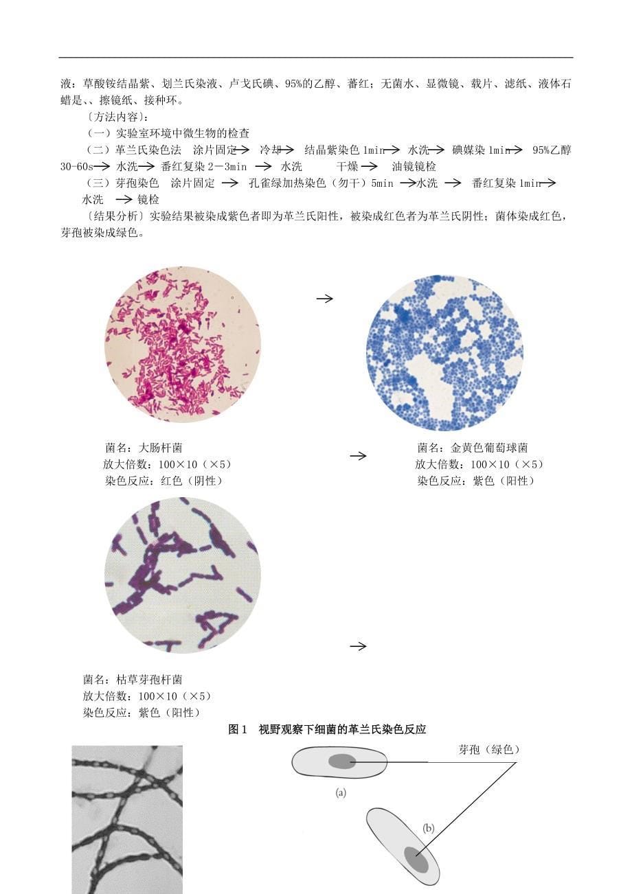 微生物学实验报告()_第5页