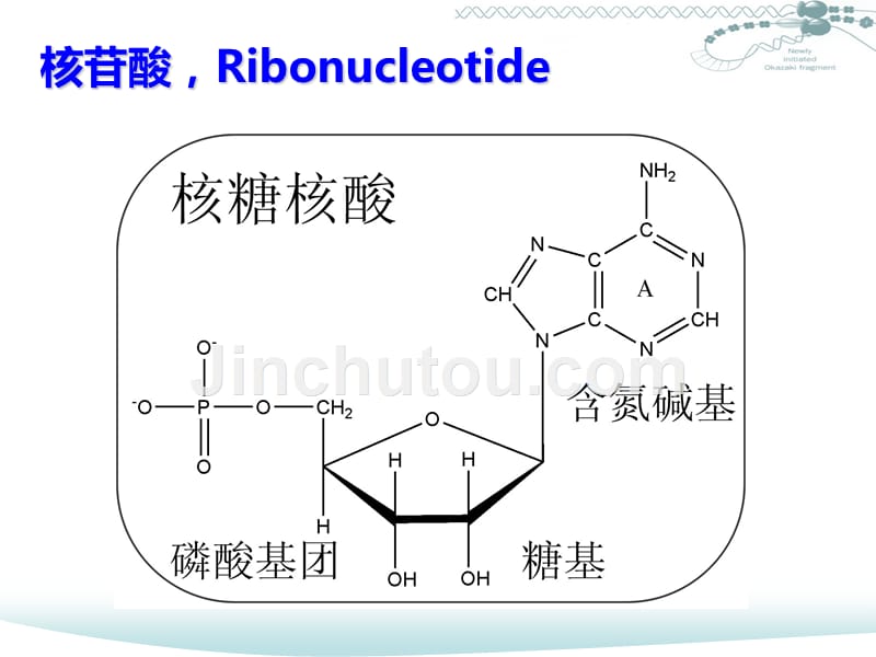 中国科技大学课件系列：《生物信息学》02_第4页