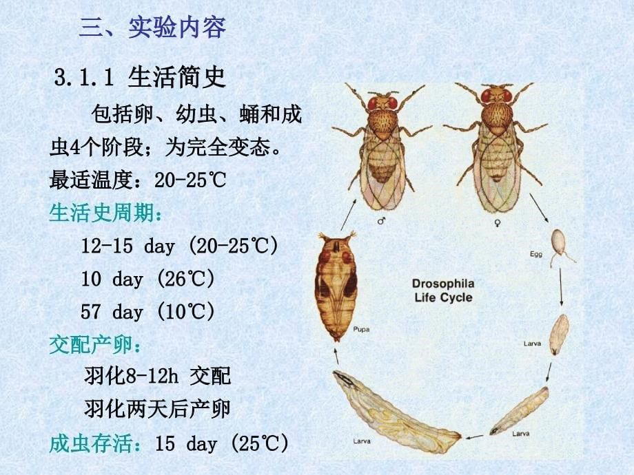 实验14果蝇饲养与观察_第5页