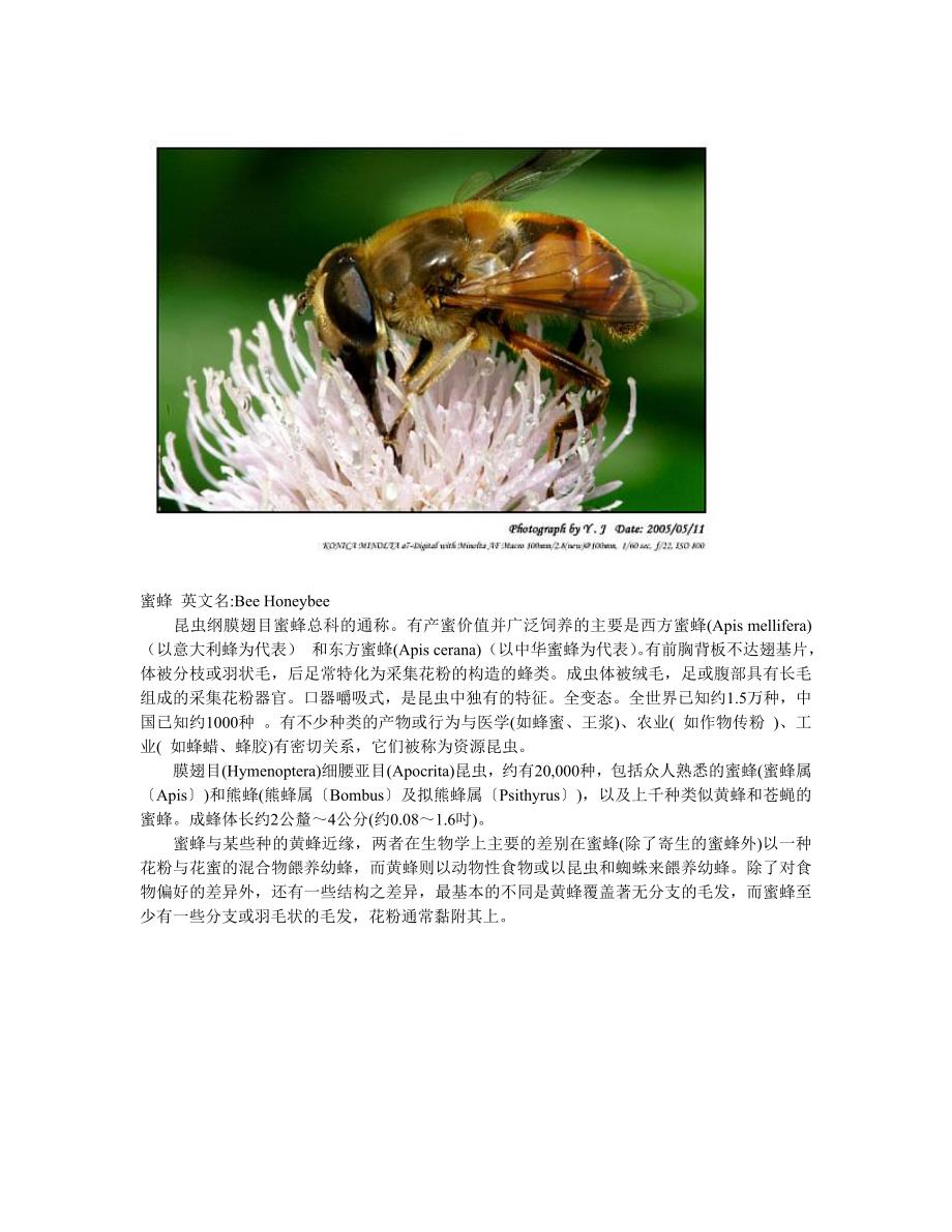 蜜蜂介绍大全_第1页