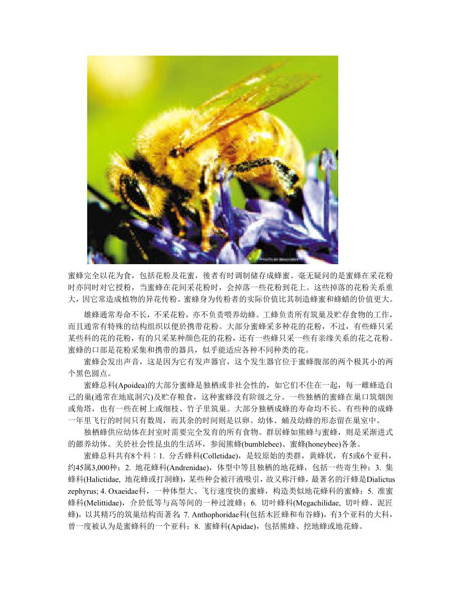 蜜蜂介绍大全_第2页