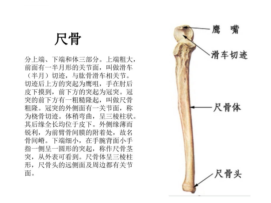 肘关节解剖运动学说_第4页