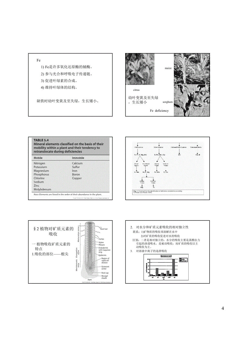 生物竞赛——矿质营养_第4页