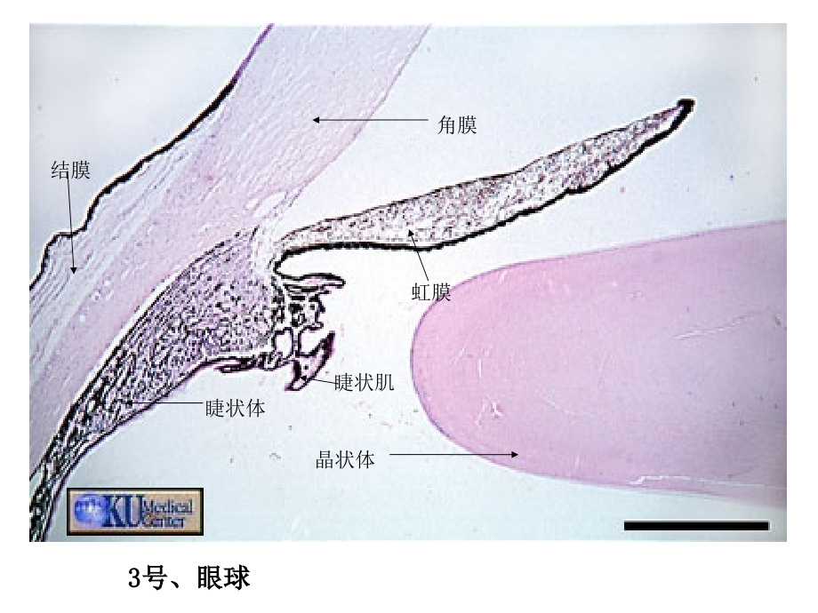 组织胚胎切片图片课件_第3页