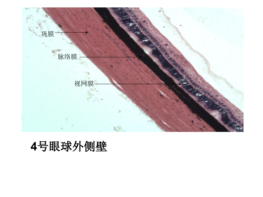 组织胚胎切片图片课件_第4页