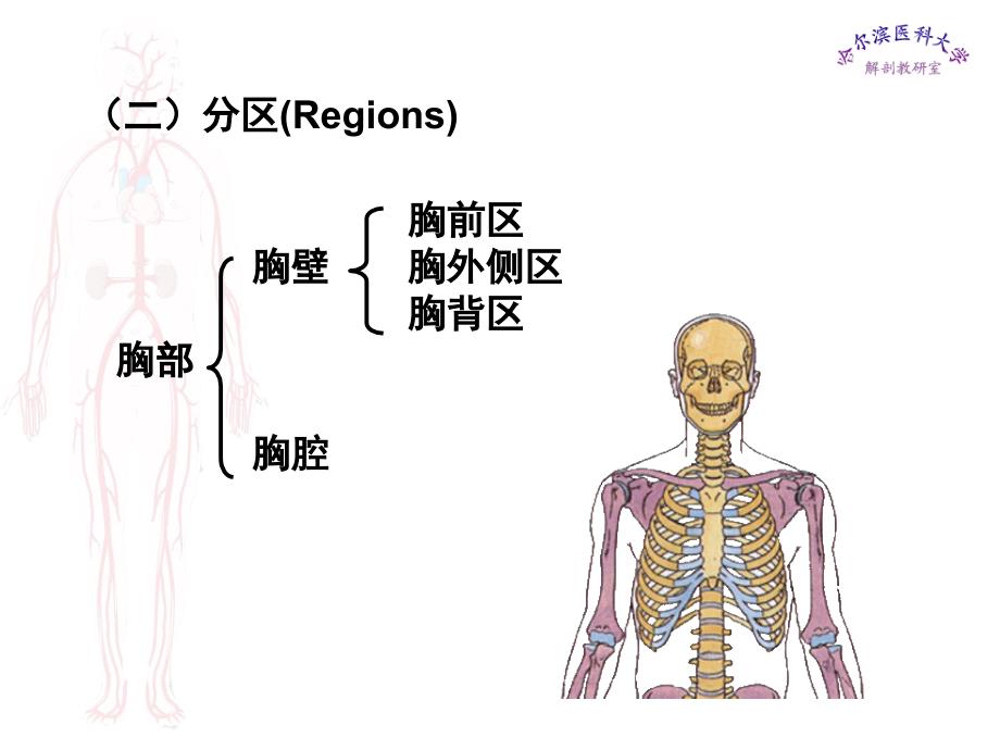 局部解剖——胸部_第2页