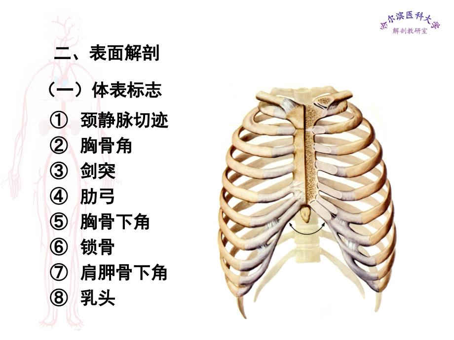 局部解剖——胸部_第3页