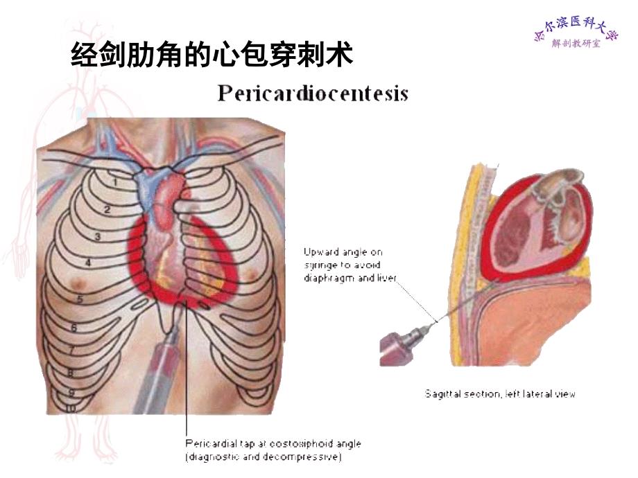 局部解剖——胸部_第4页