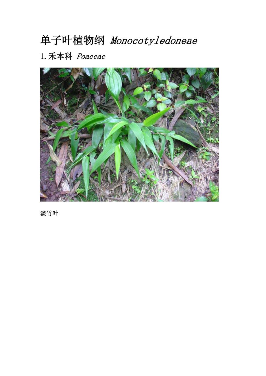 单子叶植物纲monocotyledoneae_第1页