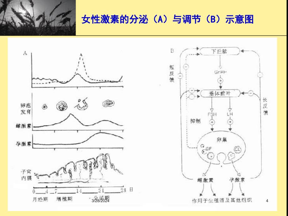 性激素类药及避孕药_第4页