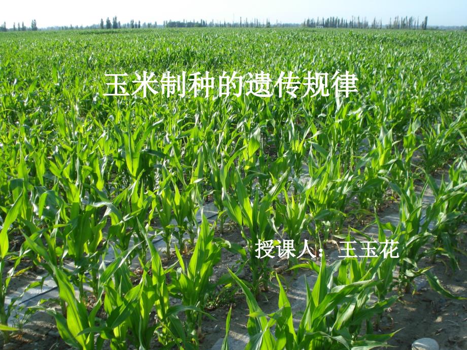 玉米制种的遗传规_第1页