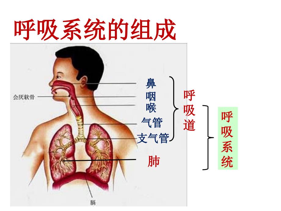 呼吸道对空气的处理精品课件_第4页