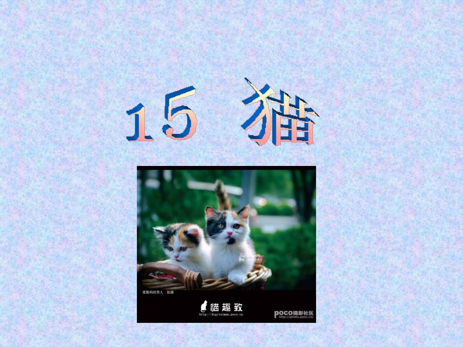 四年级语文课件猫ppt课件_第1页