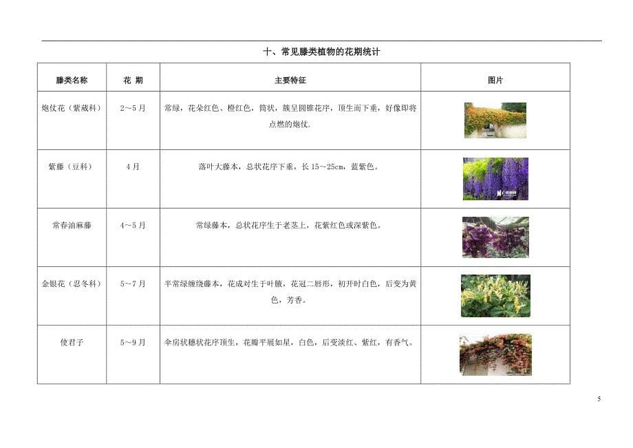 亚热带滕类王国项目_第5页