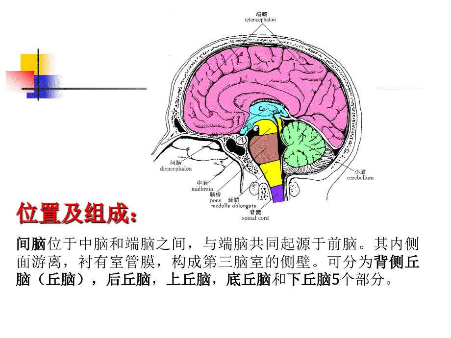 丘脑结构及功能_第2页