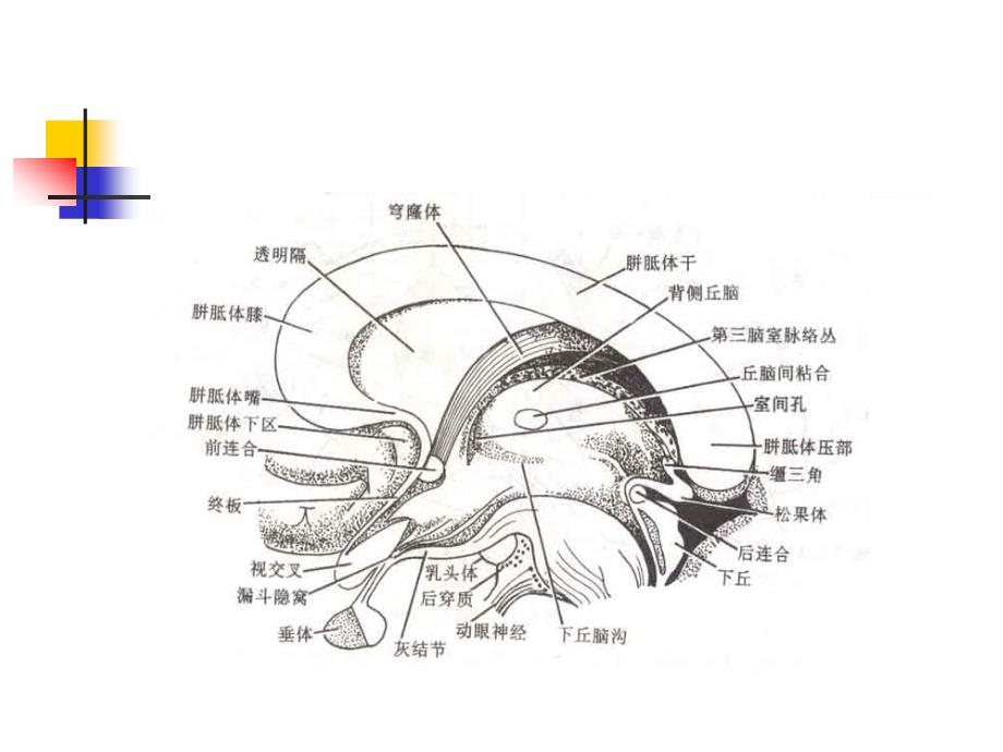 丘脑结构及功能_第3页