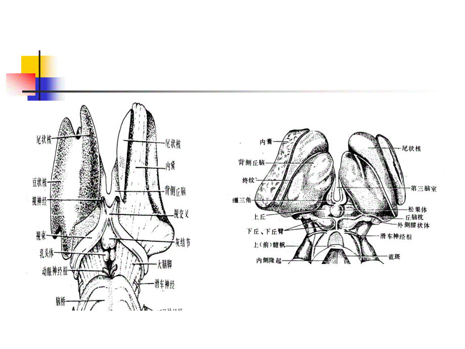 丘脑结构及功能_第4页