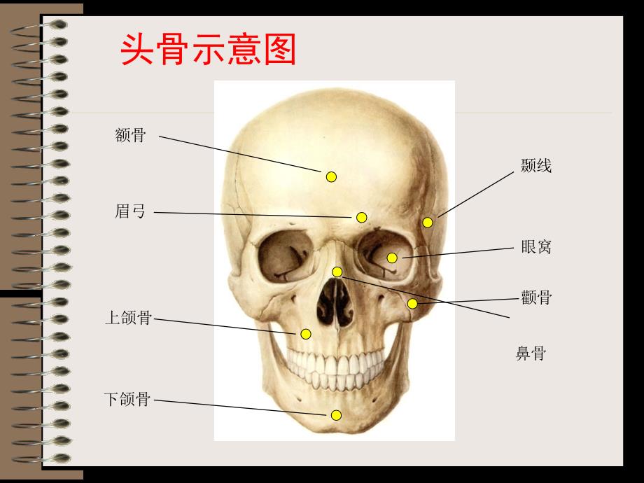 石膏头像公开课_第3页