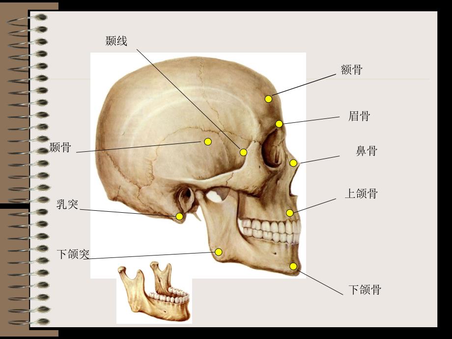 石膏头像公开课_第4页