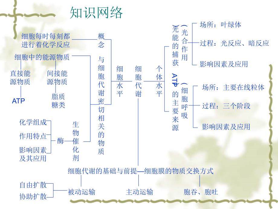 2012届高三生物一轮复习知识网络汇总：第3单元 细胞的代谢_第2页