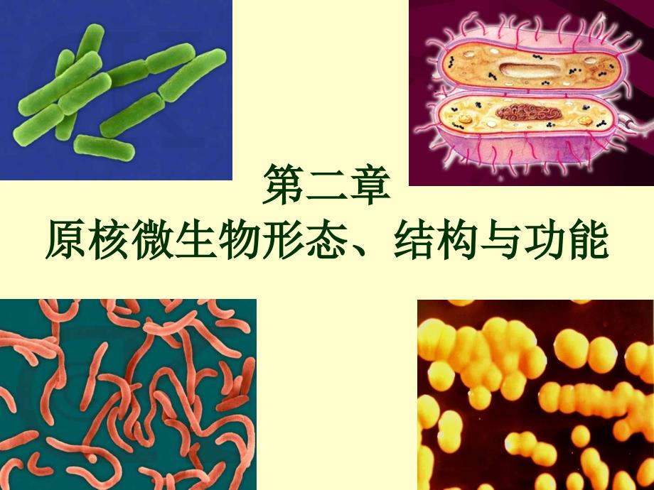 高中生物第二章原核微生物形态、构造及功能1(刘)_第1页