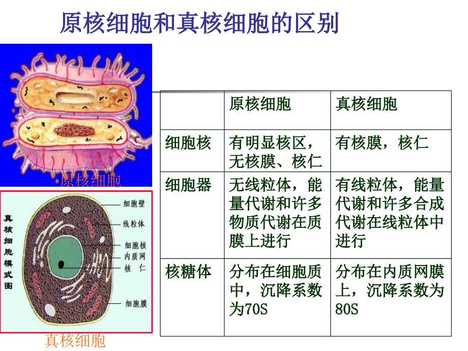 高中生物第二章原核微生物形态、构造及功能1(刘)_第2页